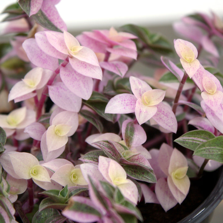 Callisia repens 'Pink Lady' Creeping Inchplant, 4 Inch Houseplant