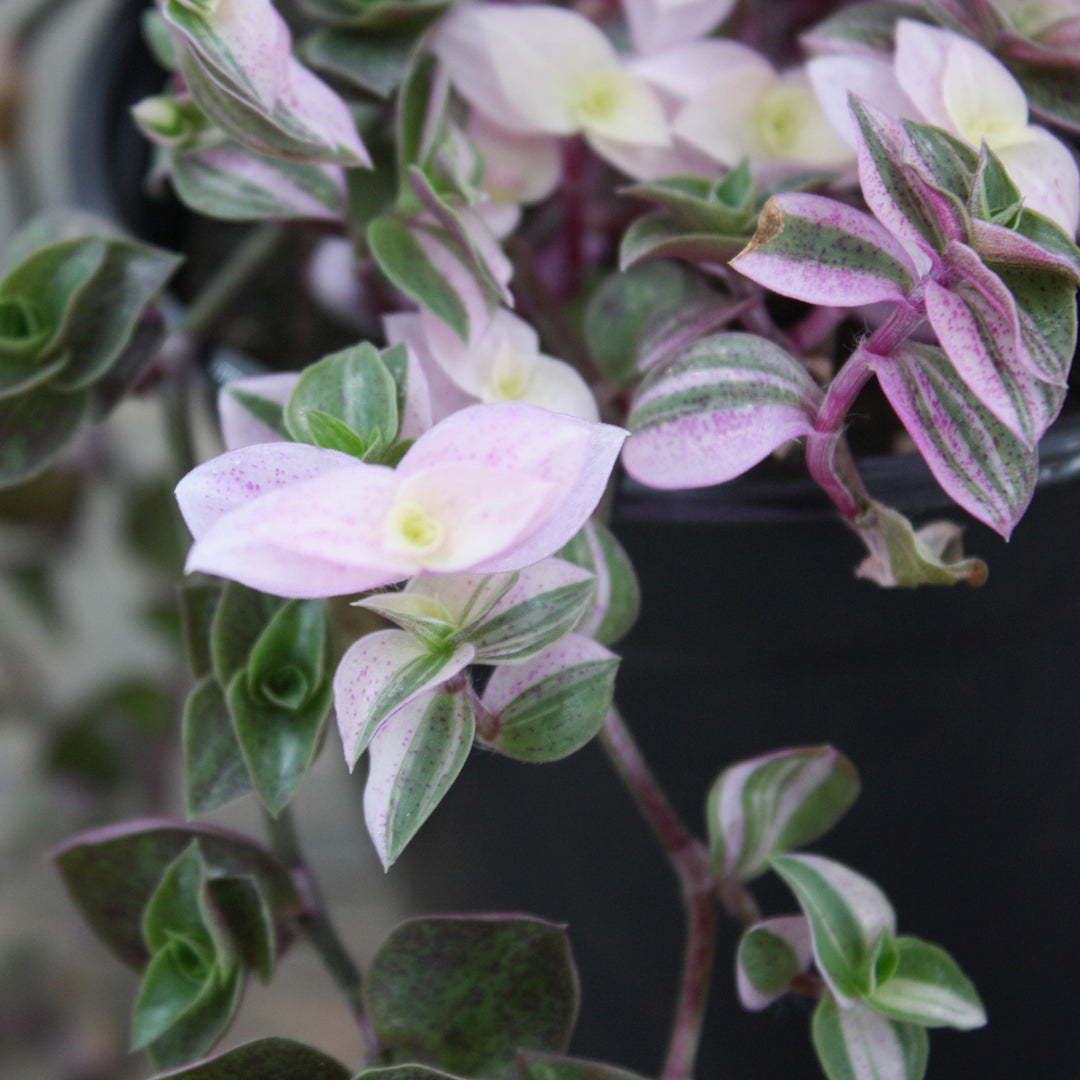 Callisia repens 'Pink Lady' Creeping Inchplant, 4 Inch Houseplant