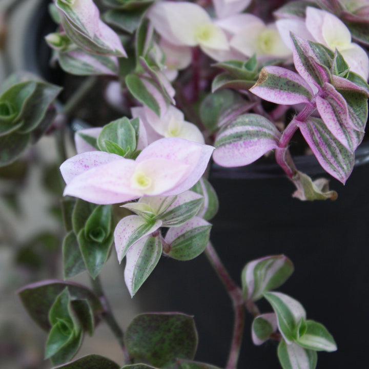 Callisia repens 'Pink Lady' Creeping Inchplant, 4 Inch Houseplant