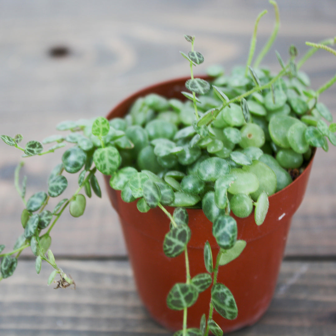 Peperomia prostrata String of Turtles, 3 Inch Houseplant