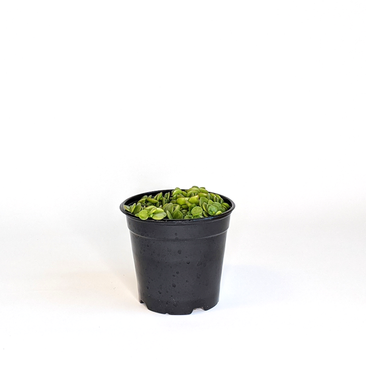 Peperomia prostrata String of Turtles, 3 Inch Houseplant