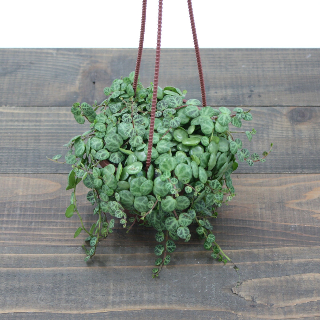 Peperomia prostrata String of Turtles, 4 Inch Houseplant