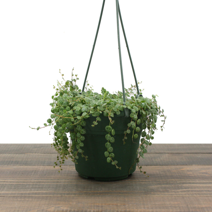 Peperomia prostrata String of Turtles, 6 Inch Houseplant