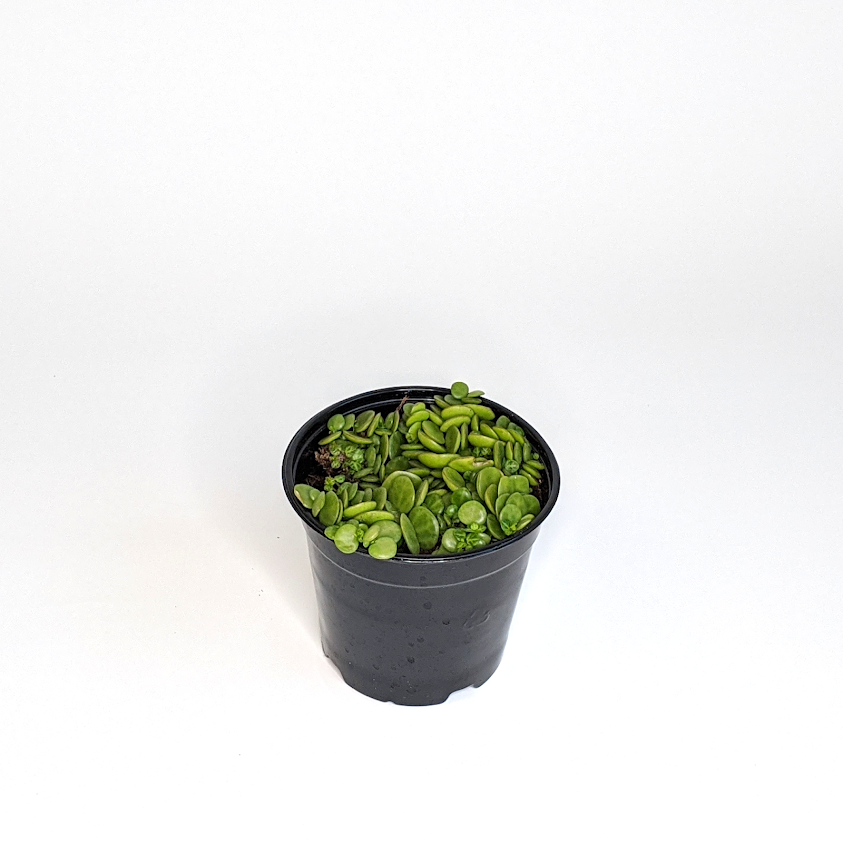 Peperomia prostrata String of Turtles, 6 Inch Houseplant