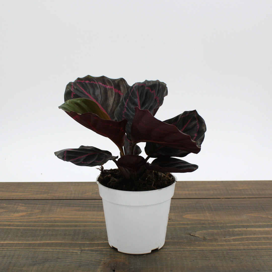 Calathea roseopicta 'Dottie' Rose-Painted Calathea, 4 Inch Houseplant