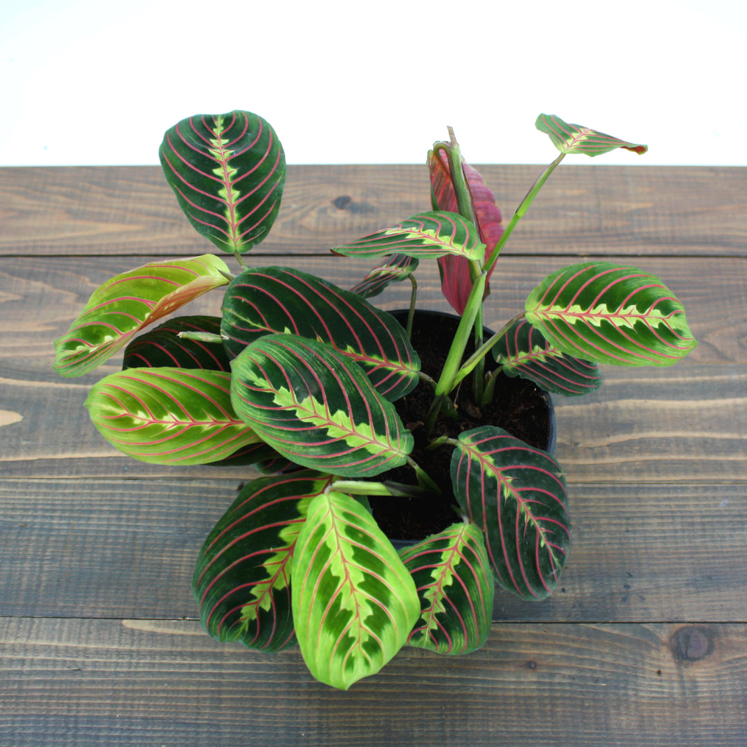 Maranta leuconeura Red Red Prayer Plant, 6 Inch Houseplant