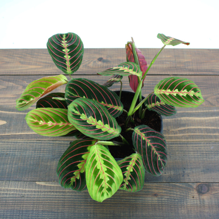 Maranta leuconeura Red Red Prayer Plant, 6 Inch Houseplant