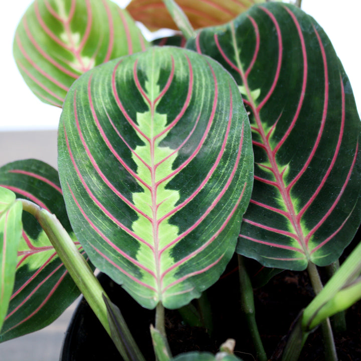 Maranta leuconeura Red Red Prayer Plant, 6 Inch Houseplant