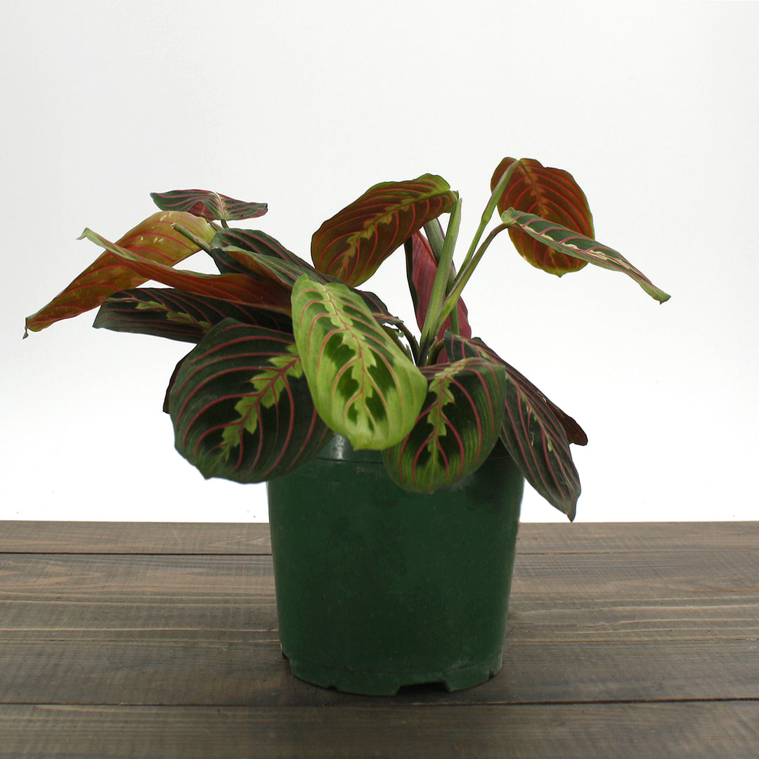 Maranta leuconeura Red Red Prayer Plant, 6 Inch Houseplant