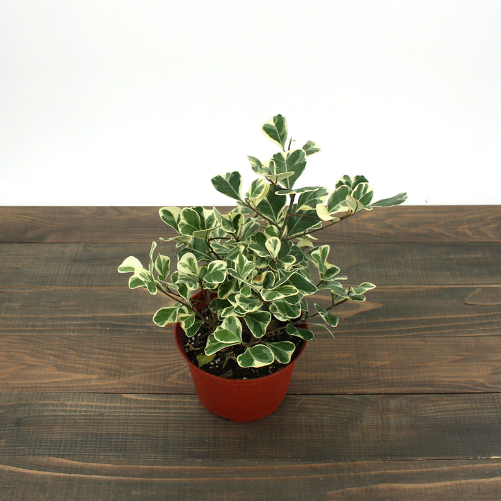 Ficus triangularis 'Variegata' Variegated Triangle Ficus, 6 Inch Houseplant
