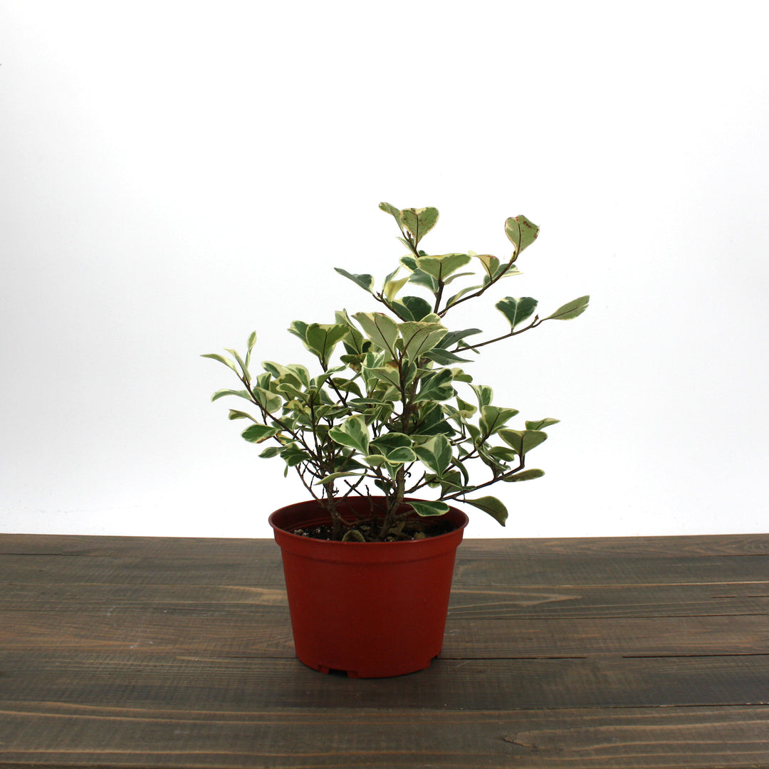 Ficus triangularis 'Variegata' Variegated Triangle Ficus, 6 Inch Houseplant