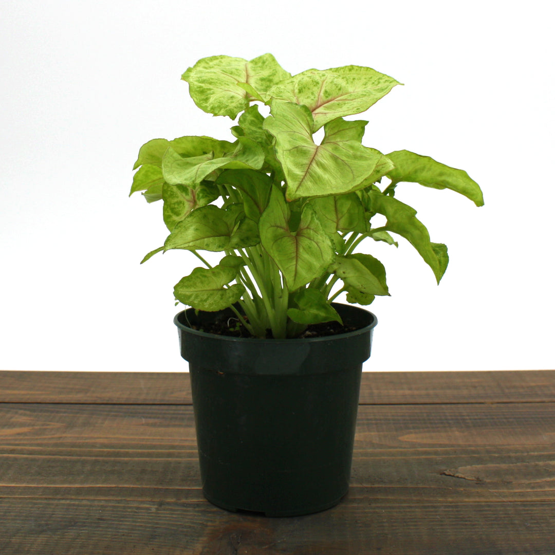 Syngonium podophyllum 'Golden' Arrowhead Plant, 4 Inch Houseplant