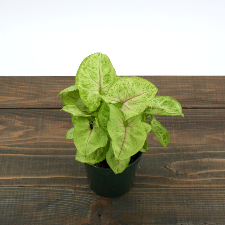 Syngonium podophyllum 'Golden' Arrowhead Plant, 4 Inch Houseplant