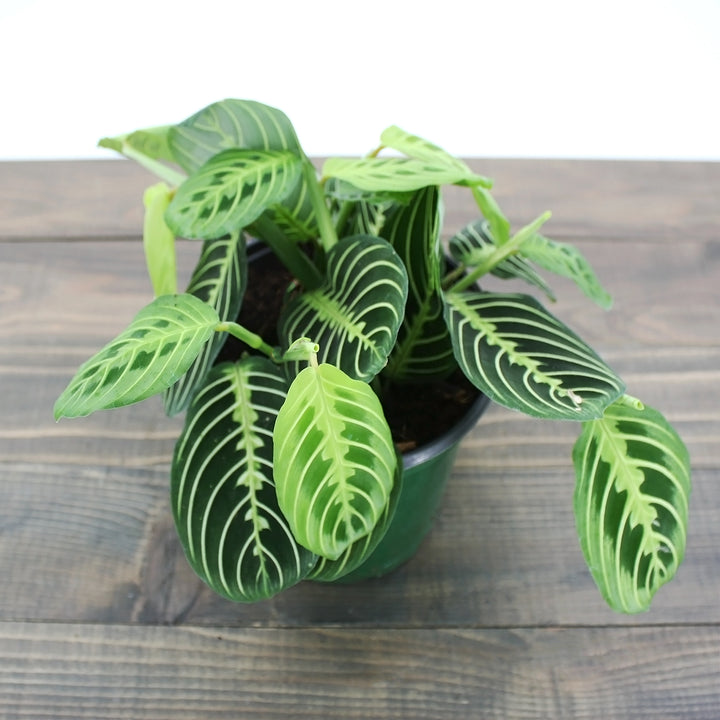 Maranta leuconeura 'Lemon Lime' Prayer Plant, 4 Inch Houseplant