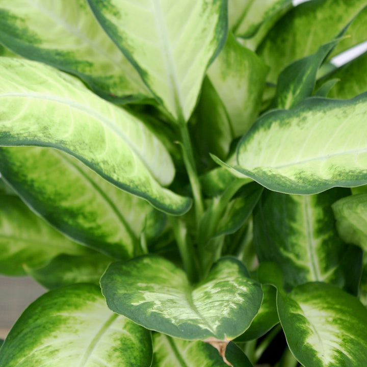 Dieffenbachia seguine 'Camille' Dieffenbachia, 6 Inch Houseplant