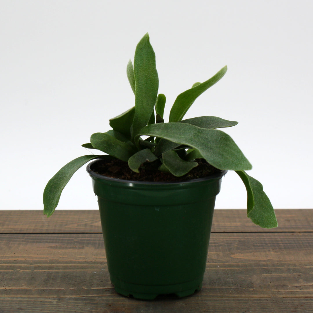 Platycerium bifrucatum Staghorn Fern, 4 Inch Houseplant