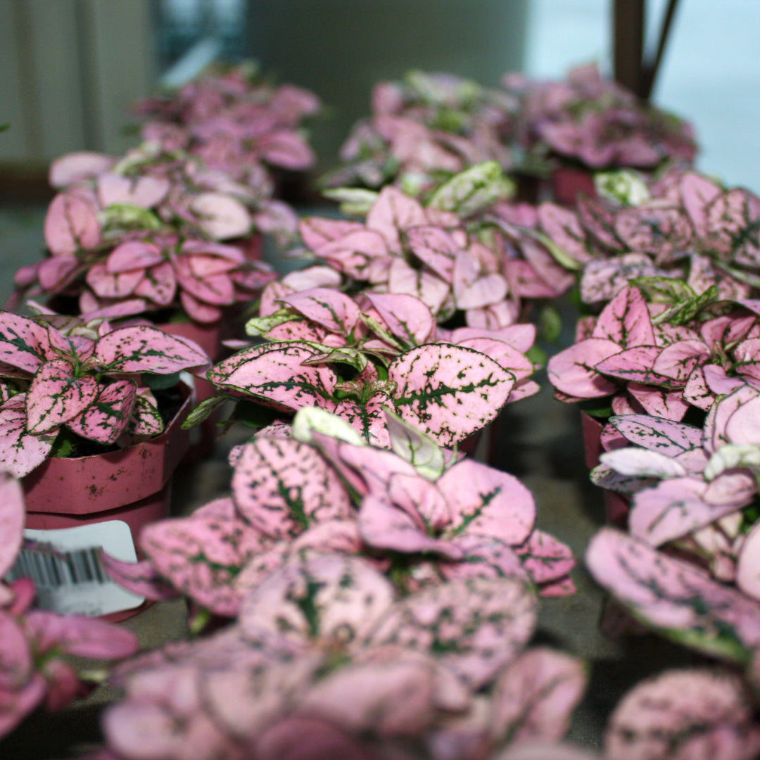 Hypoestes phyllostachya Polka Dot Plant, 2 Inch Houseplant