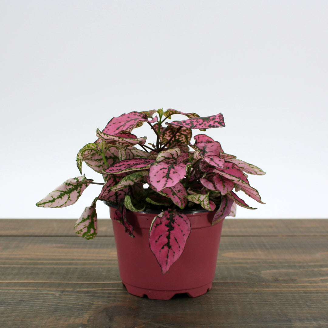 Hypoestes phyllostachya Polka Dot Plant, 4 Inch Houseplant