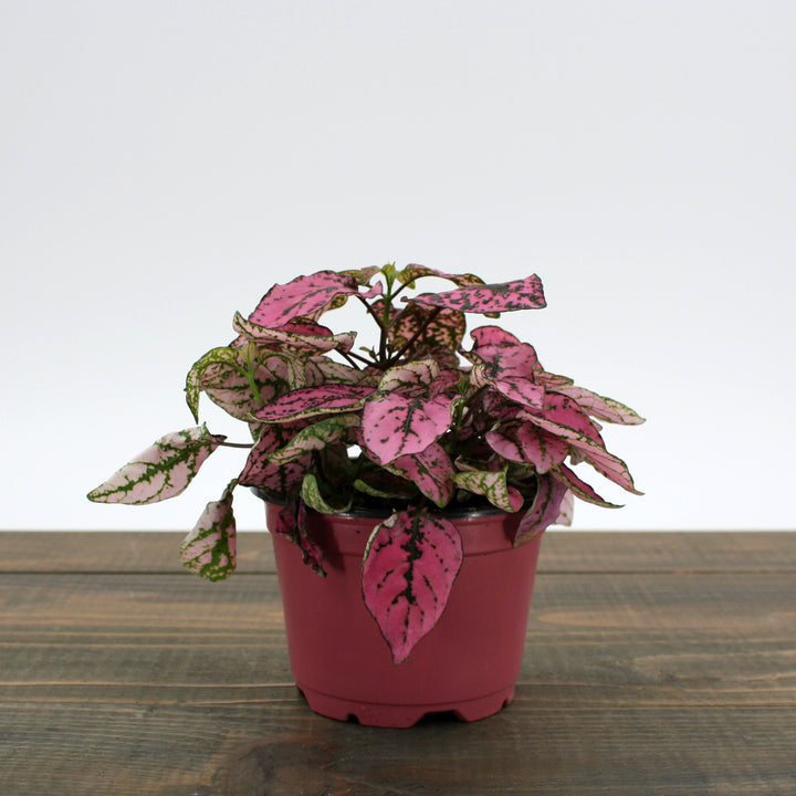 Hypoestes phyllostachya Polka Dot Plant, 4 Inch Houseplant