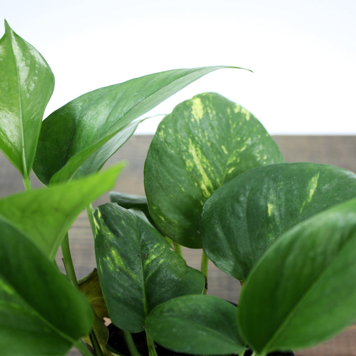 Epipremnum aureum 'Golden' Pothos, 4 Inch Houseplant
