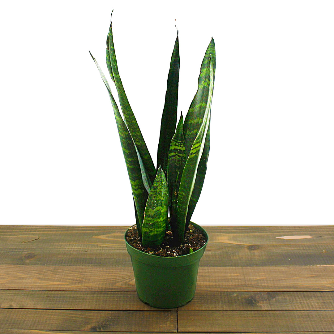 Dracaena trifasciata 'Black Coral' Sansevieria, 6 Inch Houseplant