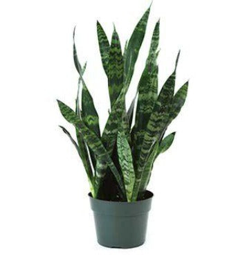 Dracaena trifasciata 'Black Coral' Sansevieria, 6 Inch Houseplant