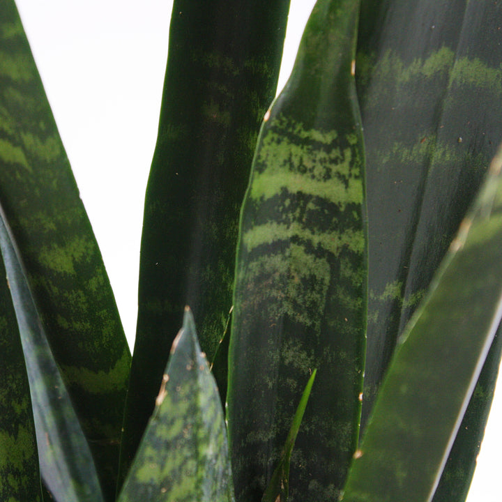 Dracaena trifasciata 'Black Coral' Sansevieria, 6 Inch Houseplant