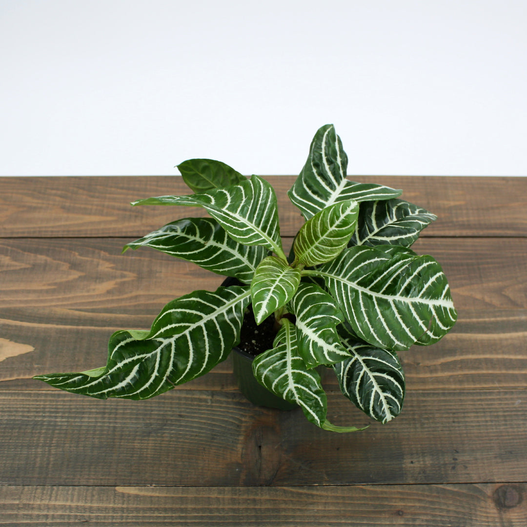 Aphelandra squarrosa Zebra Plant, 6 Inch Houseplant