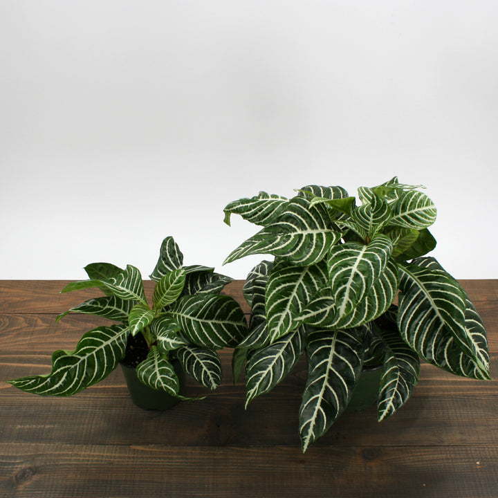 Aphelandra squarrosa Zebra Plant, 6 Inch Houseplant