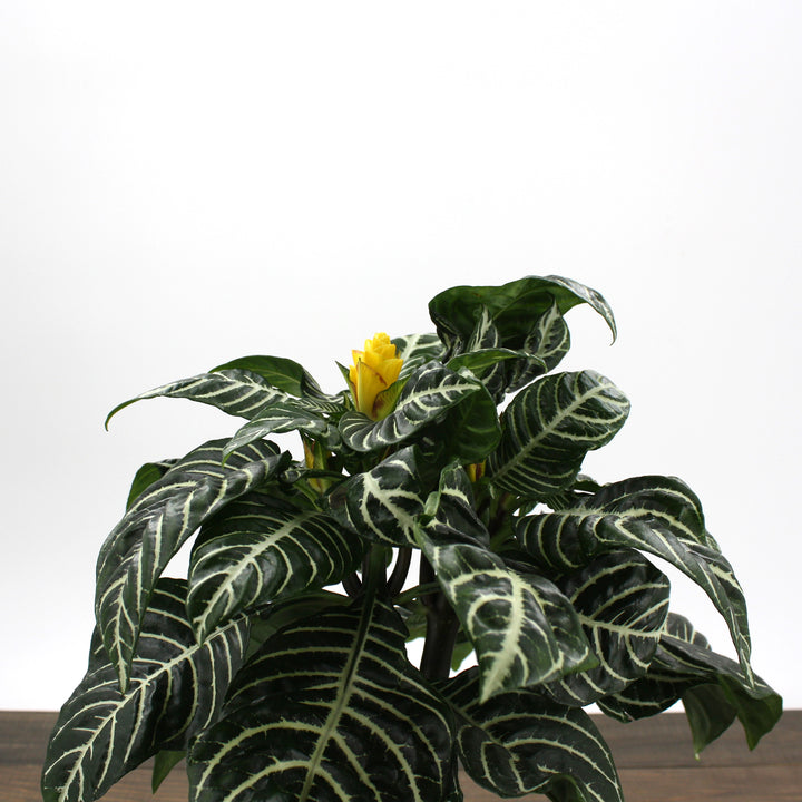 Aphelandra squarrosa Zebra Plant, 6 Inch Houseplant