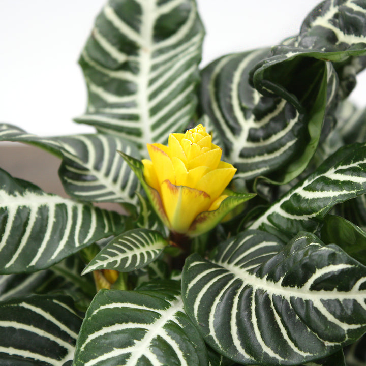 Aphelandra squarrosa Zebra Plant, 6 Inch Houseplant