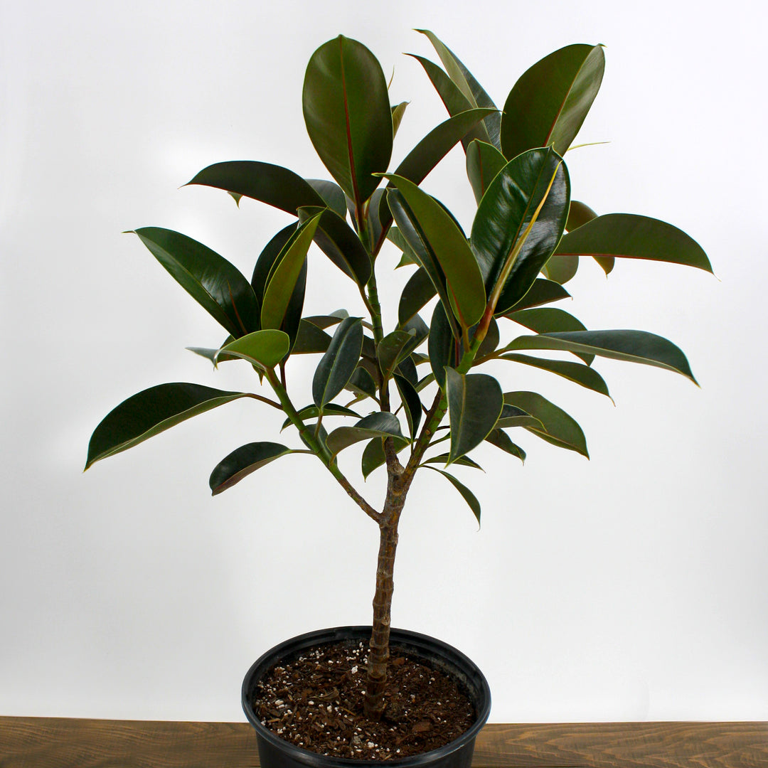 Ficus elastica Rubber Plant, 10 Inch Houseplant