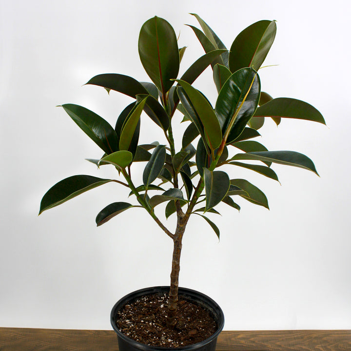 Ficus elastica Rubber Plant, 10 Inch Houseplant