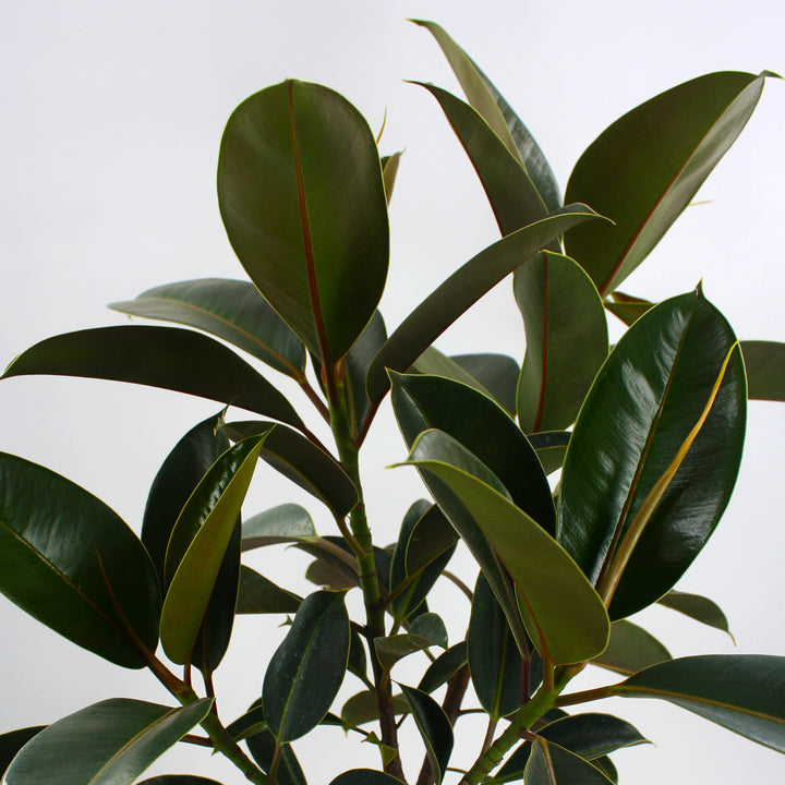 Ficus elastica Rubber Plant, 10 Inch Houseplant