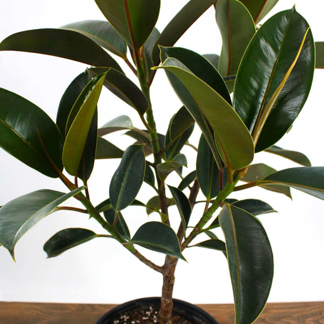 Ficus elastica Rubber Plant, 10 Inch Houseplant