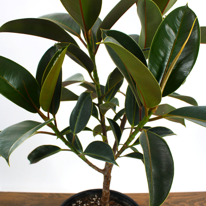 Ficus elastica Rubber Plant, 10 Inch Houseplant