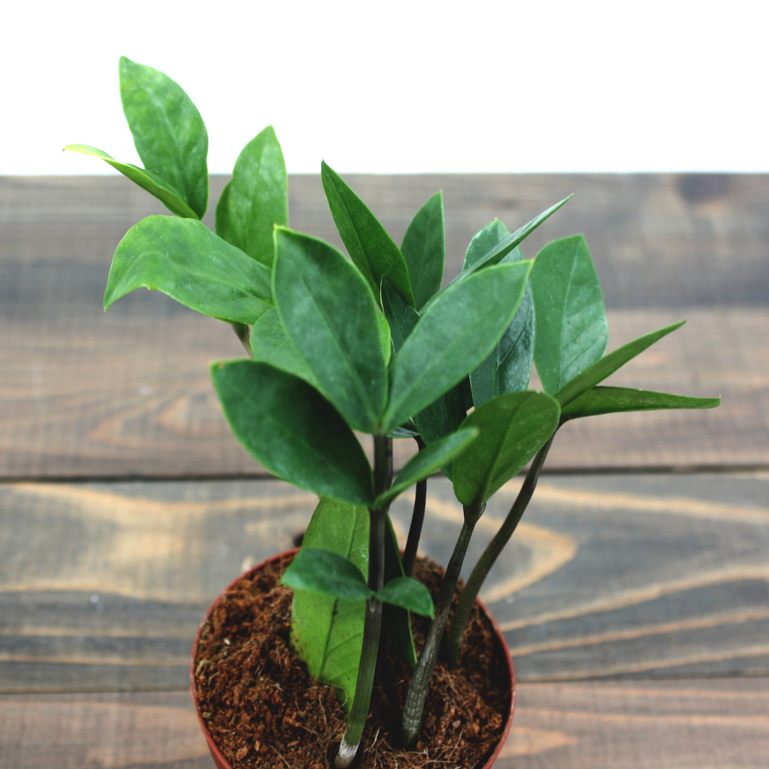 Zamioculcus zamiifolia ZZ Plant, 4 Inch Houseplant