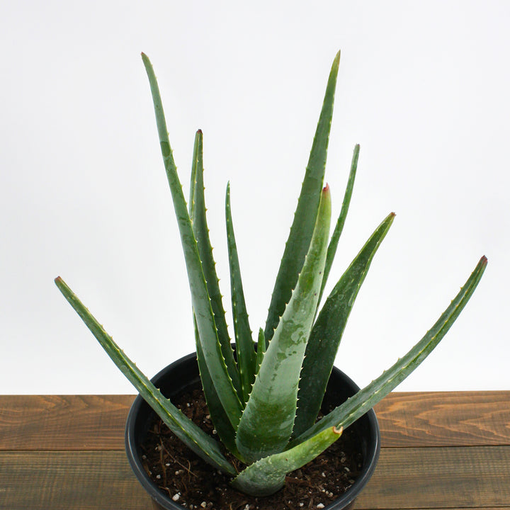 Aloe vera Medicinal Aloe, 4 Inch Houseplant