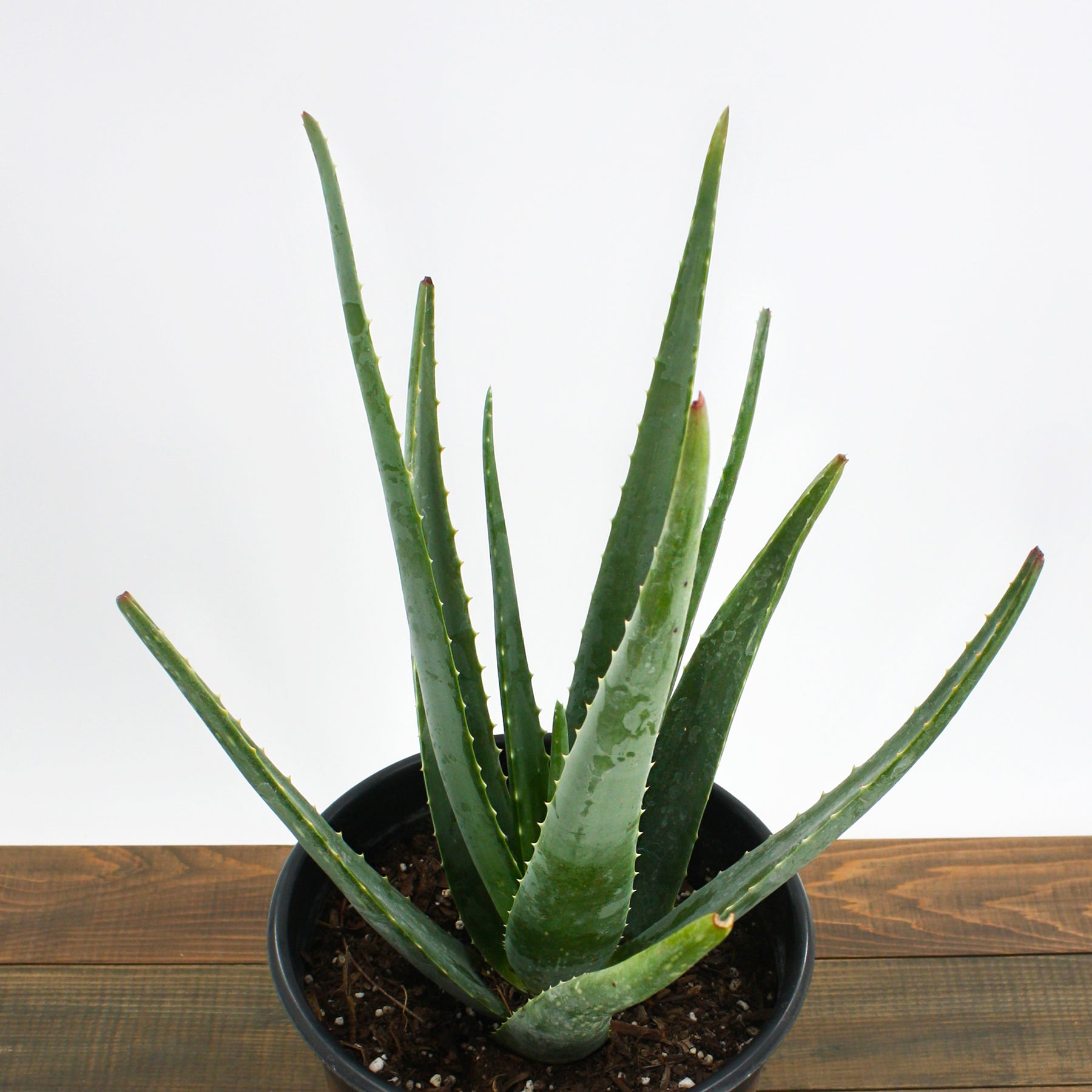 is aloe vera a herbal plant Medicinal Aloe