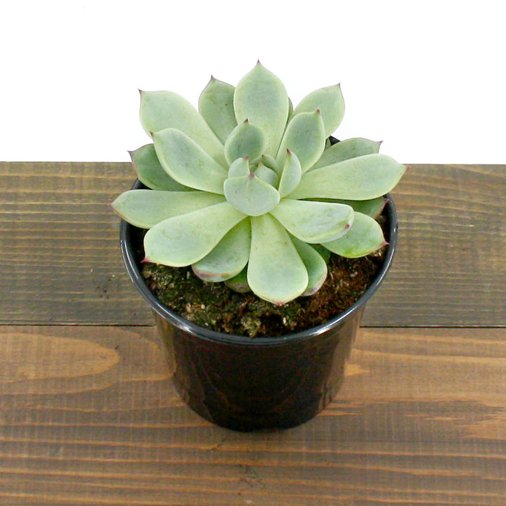 Echeveria Echeveria, 4 Inch Houseplant