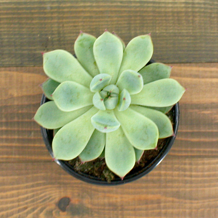 Echeveria Echeveria, 4 Inch Houseplant