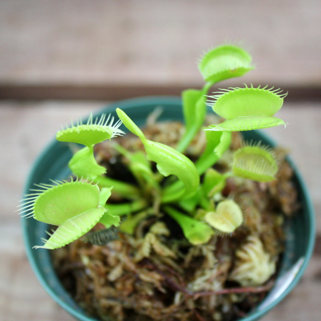 Dionaea muscipula Venus Fly Trap, 3 Inch Houseplant