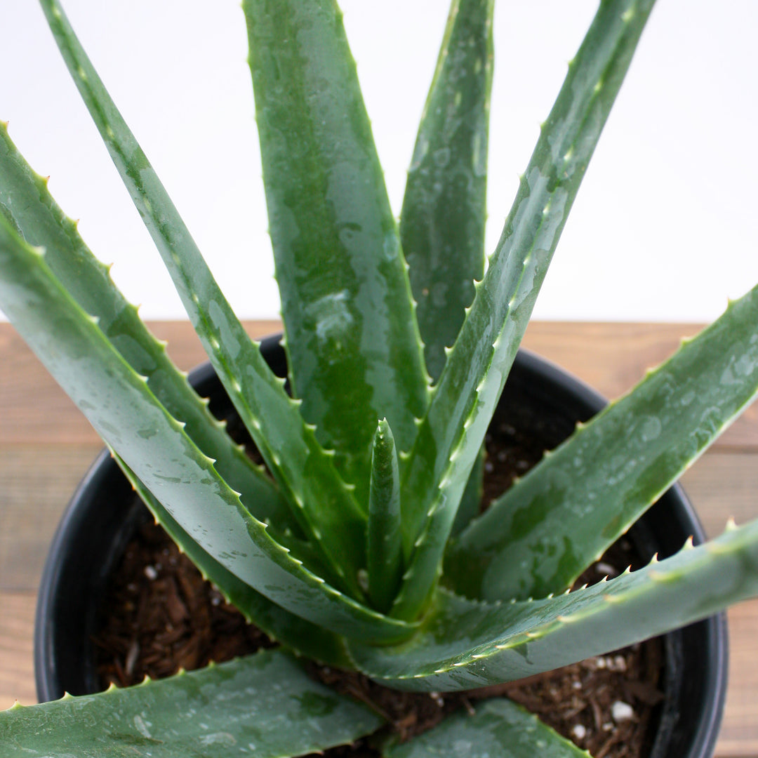 Aloe vera Medicinal Aloe, 8 Inch Houseplant