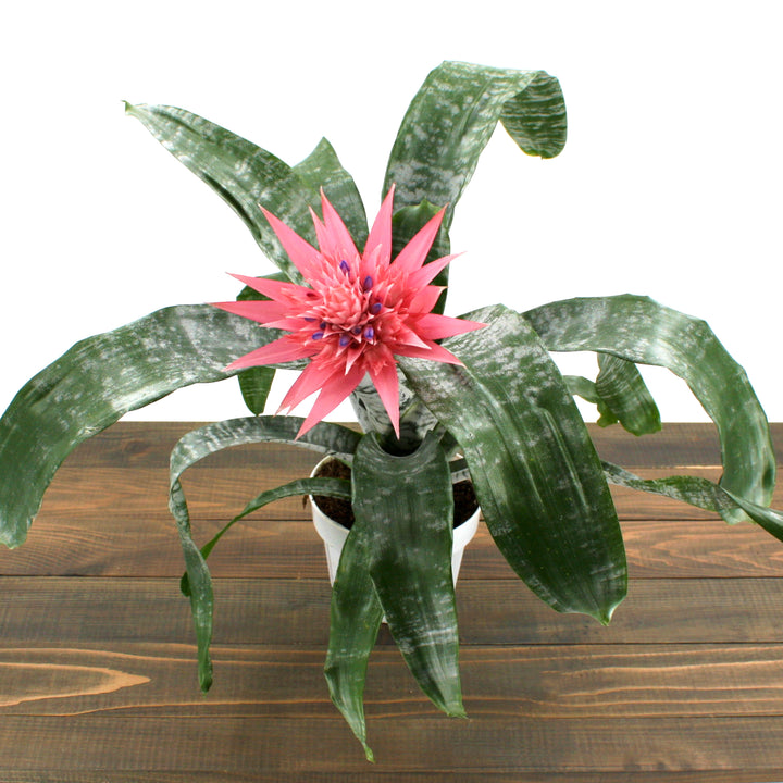 Achmea fasciata Silver Vase Plant, 6 Inch Houseplant