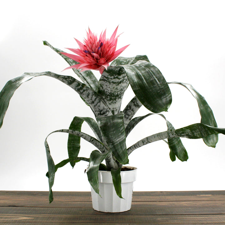 Achmea fasciata Silver Vase Plant, 6 Inch Houseplant