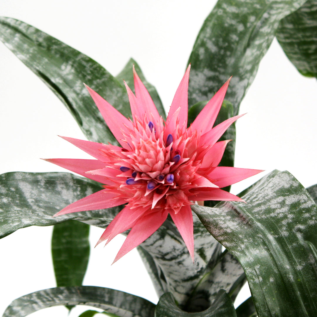 Achmea fasciata Silver Vase Plant, 6 Inch Houseplant