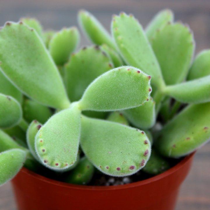 Cotyledon tomentosa Bear's Paw Succulent, 4 Inch Houseplant