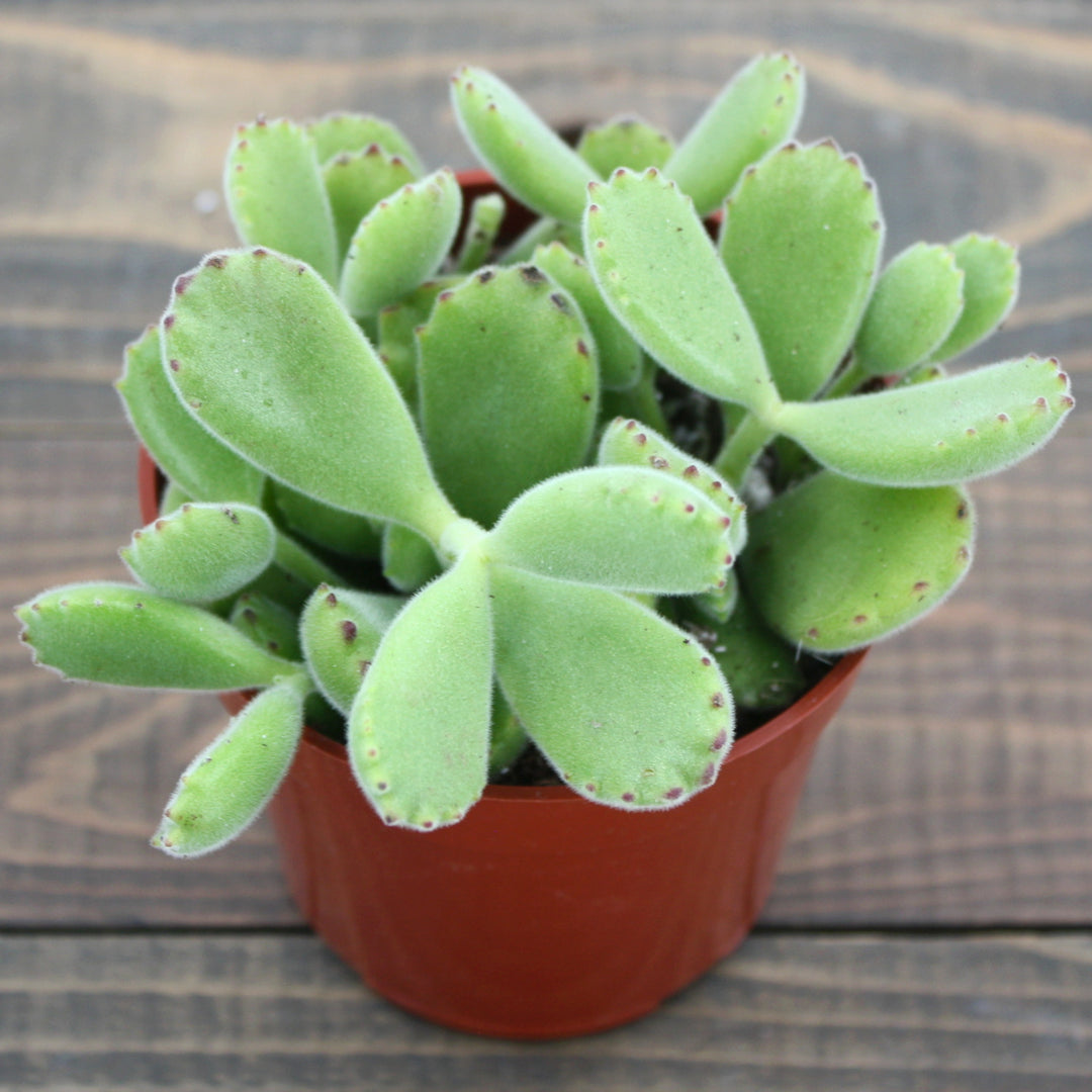 Cotyledon tomentosa Bear's Paw Succulent, 4 Inch Houseplant