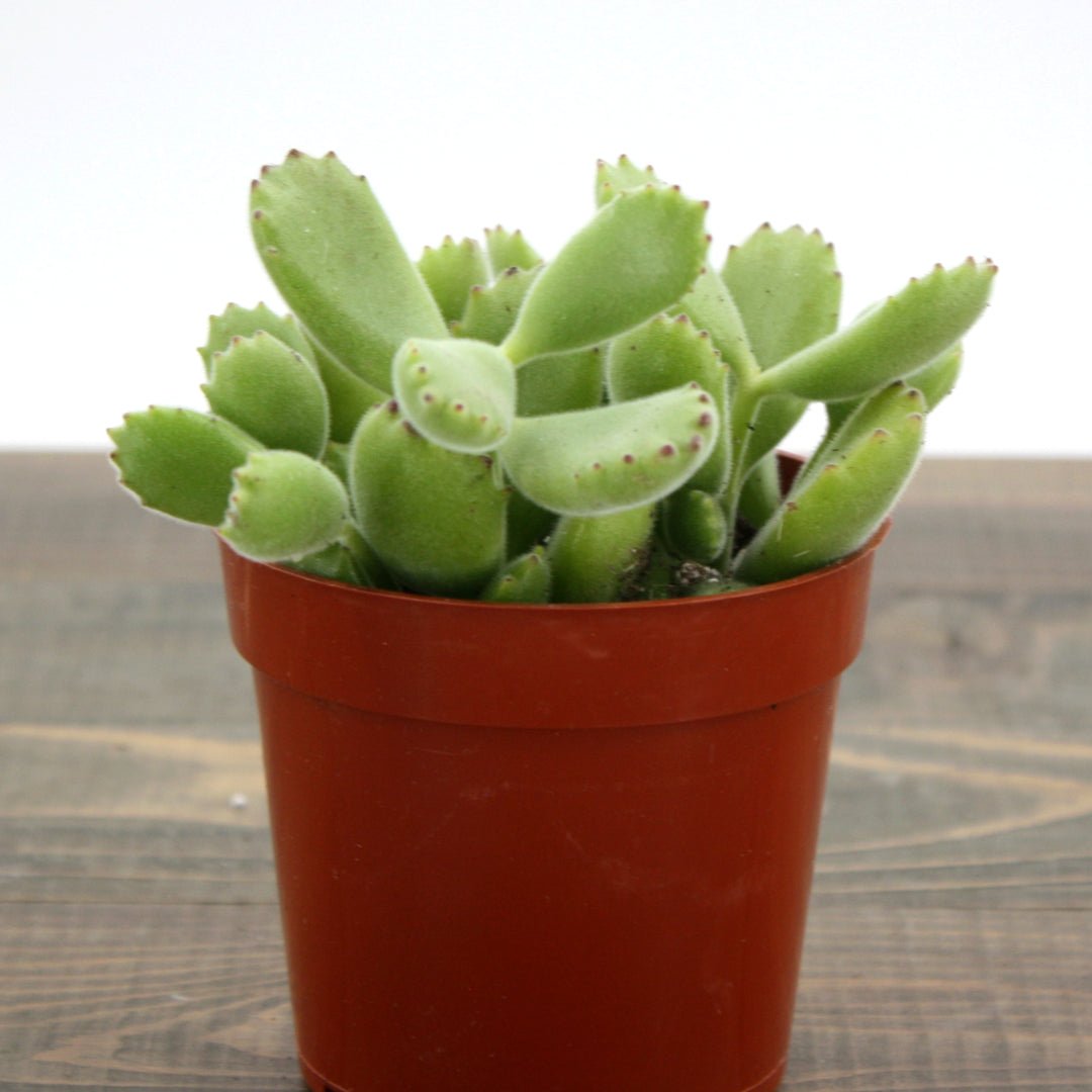 Cotyledon tomentosa Bear's Paw Succulent, 4 Inch Houseplant