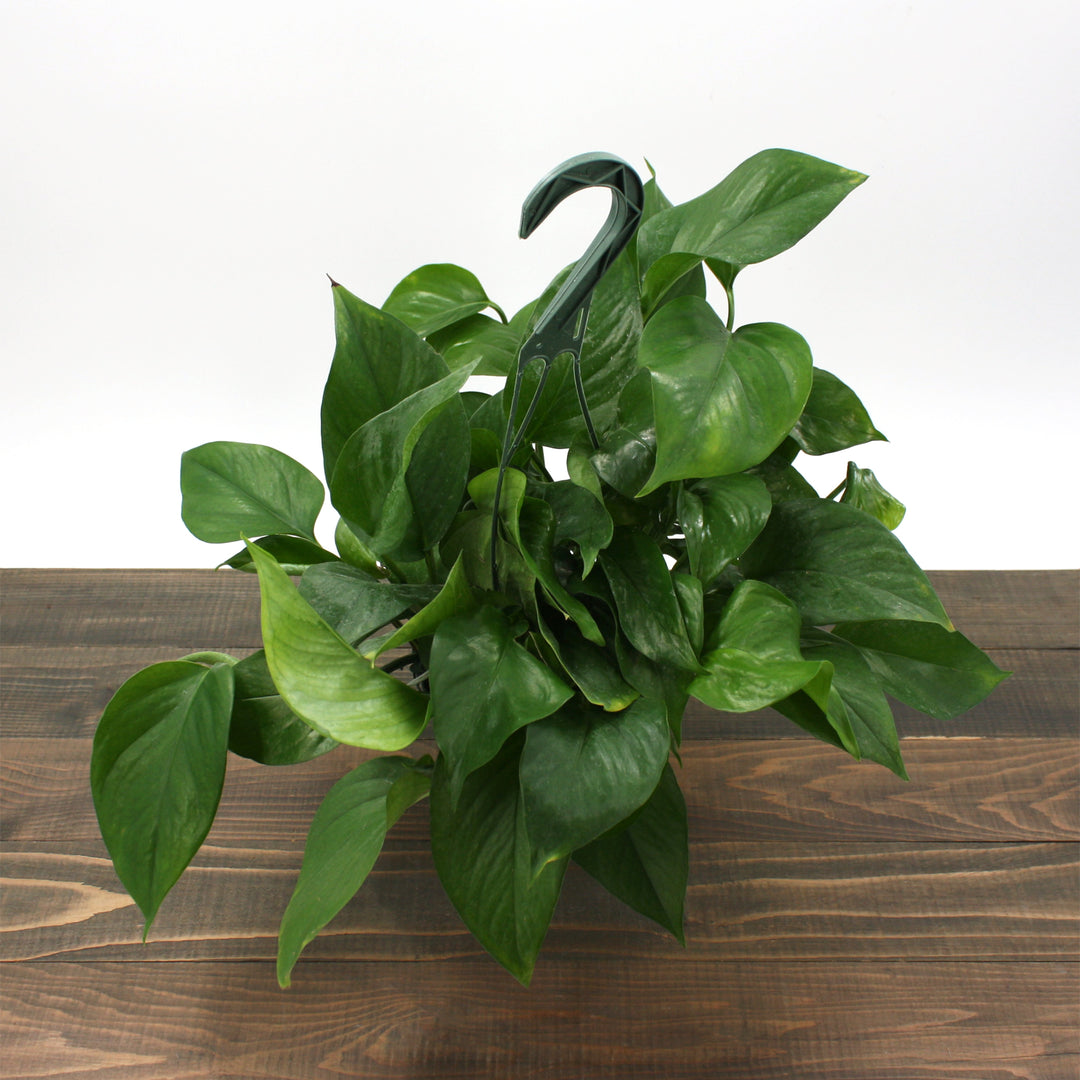Epipremnum aureum 'Jade' Pothos, 6 Inch Houseplant